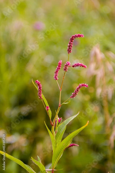 Obraz Polygonum amplexicaule