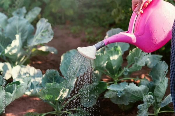 Obraz Pink watering can with drops. Watering cabbage with green young leaves in vegetable garden.