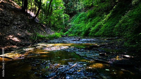 Fototapeta Forest Creek