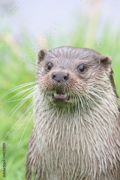 Fototapeta Otter
