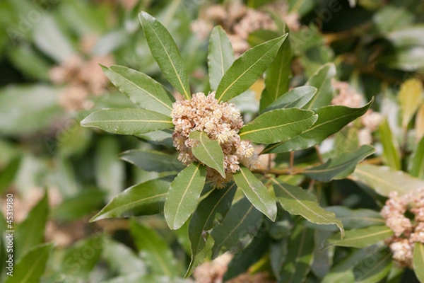 Obraz Fleur de laurier-sauce