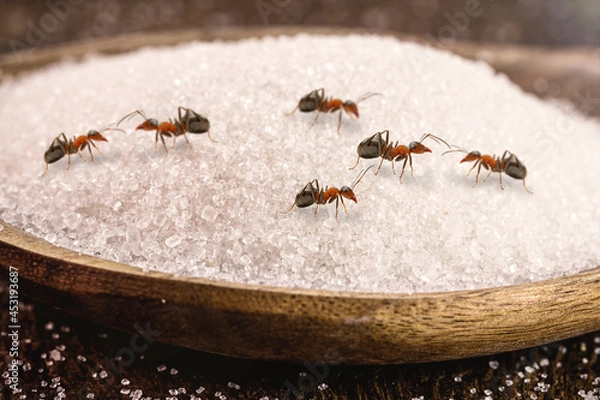 Fototapeta spoon of sugar with many red ants on it, insects indoors, danger of infestation or pest