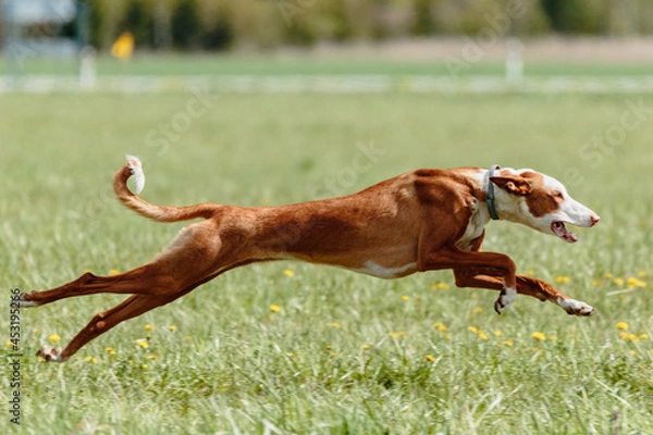 Obraz Podenco dog running full speed at lure coursing