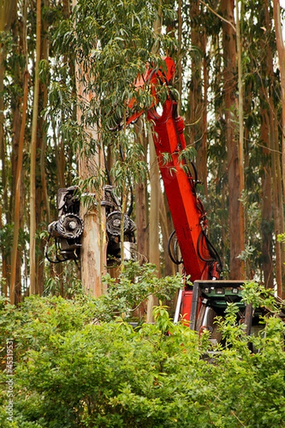 Obraz Waldrodung durch Hydraulische Baumschere