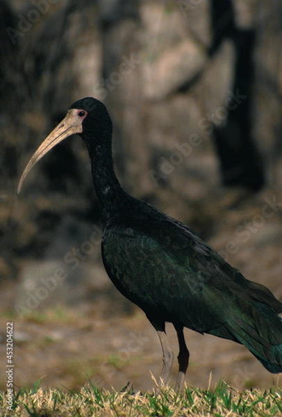 Fototapeta night heron