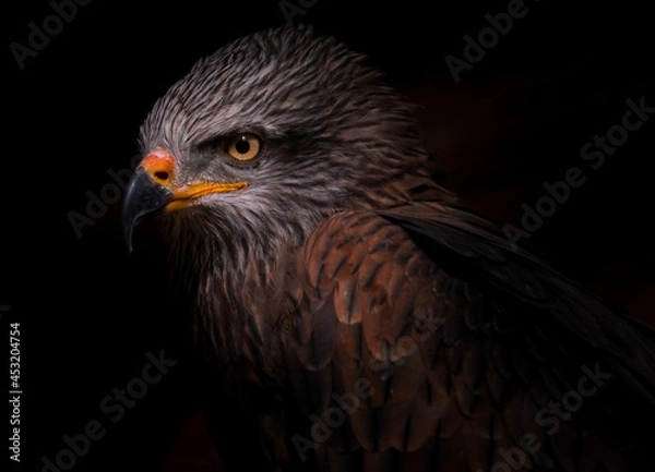 Fototapeta black kite