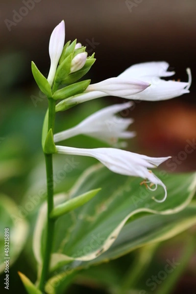 Obraz lily of the valley