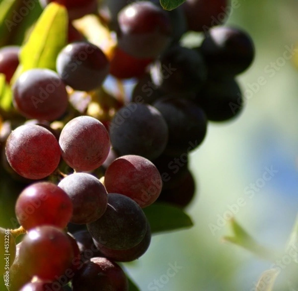 Obraz Weintrauben