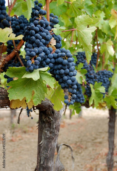 Obraz Red grapes on the vine.