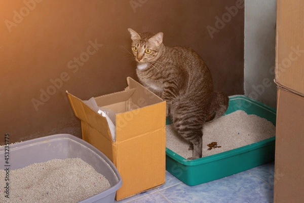 Fototapeta Cute Tabby cat in the sandbox, cat shit, Selective focus