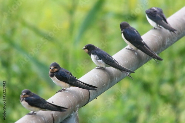 Obraz Rauchschwalben