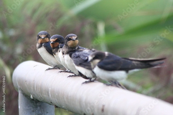 Obraz Rauchschwalben