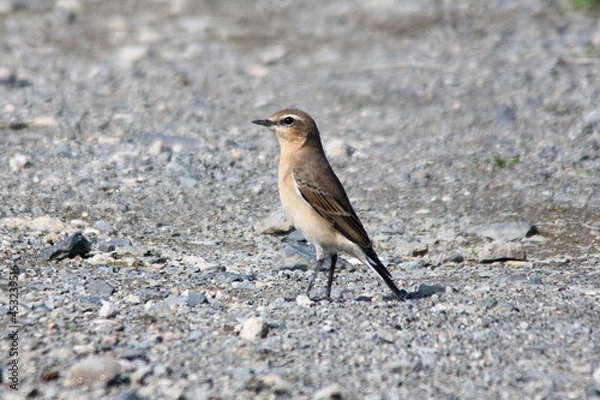 Obraz Steinschmätzer