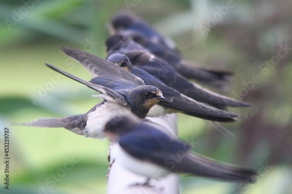 Obraz Rauchschwalben