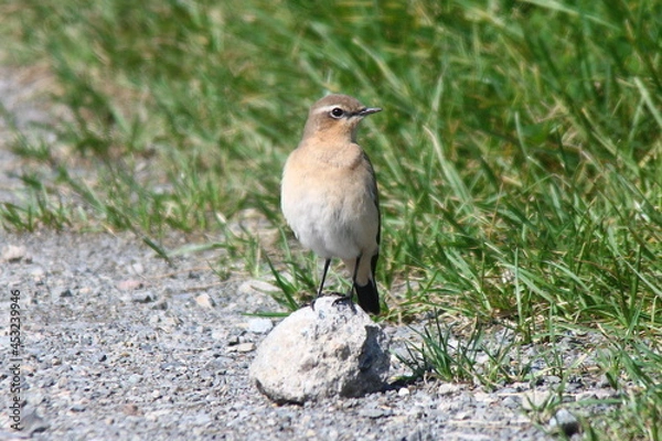 Obraz Steinschmätzer