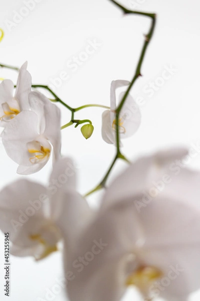 Fototapeta Orchids on a white background. White and purple