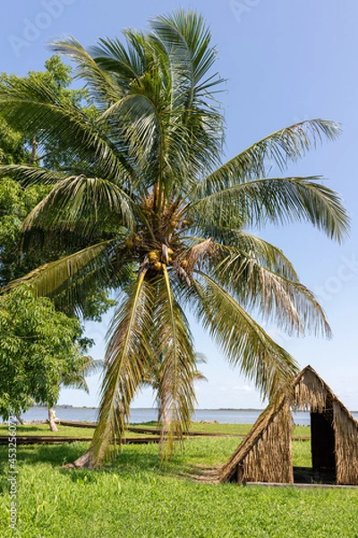 Fototapeta Indian village Guam. Palm tree and palm leaf hut