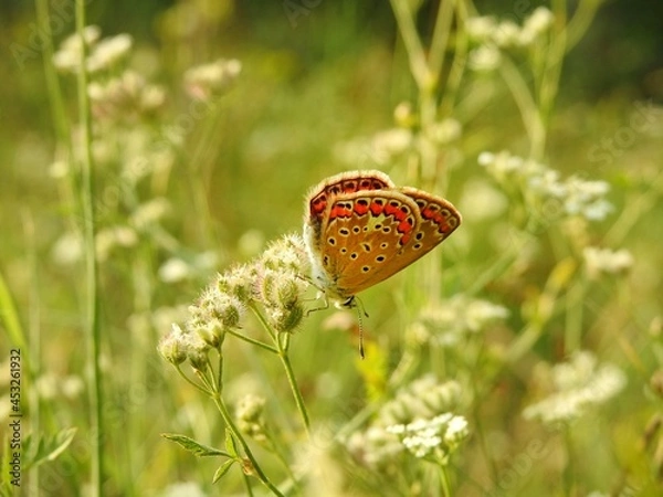 Obraz butterfly on a grass