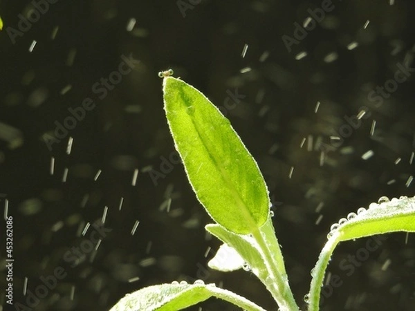 Obraz leaf with water drops