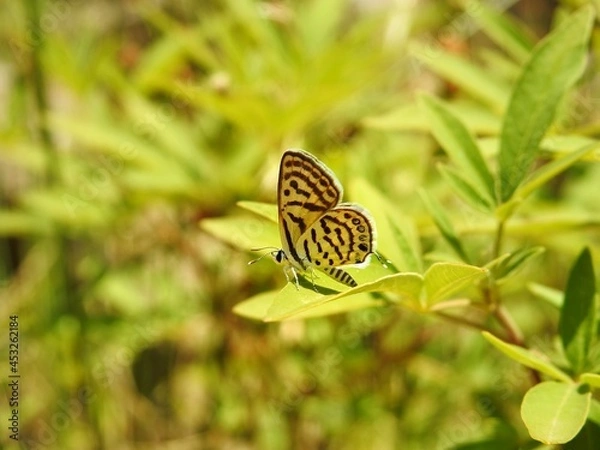Obraz butterfly on a leaf