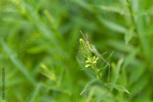 Fototapeta バッタ