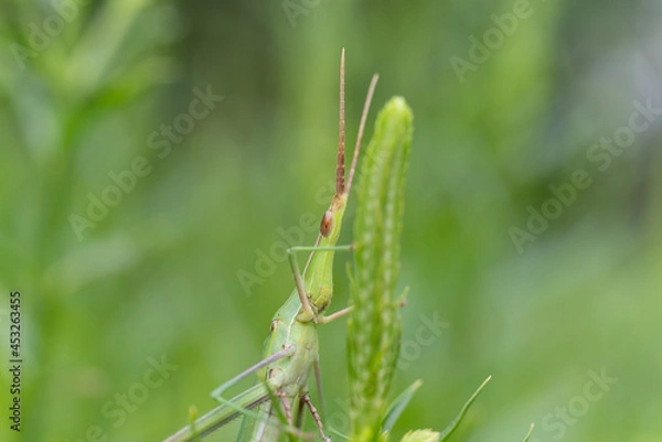 Fototapeta バッタ