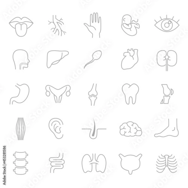 Fototapeta Human body parts, organs - vector linear icon set.