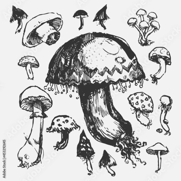 Fototapeta Mushrooms. Digital vector drawing. Collection with mushroom.