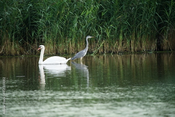 Fototapeta Schwan und Reiher, Schilfrohr oder Röhricht, Reet  Gras in einem See, Naturschutz Gebiet im Sommer, Phragmites australis