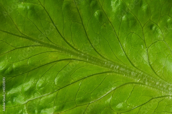 Fototapeta Lettuce leaf