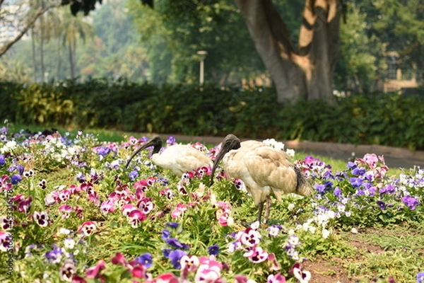 Obraz 花畑に佇むオーストラリアクロトキ