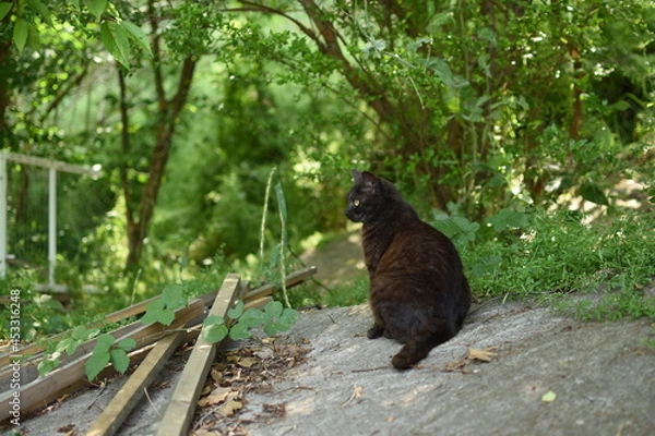 Obraz 林の中に佇む黒猫