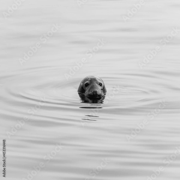 Fototapeta Seal