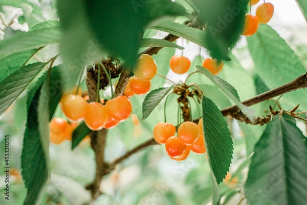 Fototapeta さくらんぼ