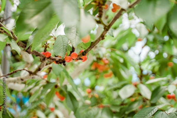 Fototapeta さくらんぼ