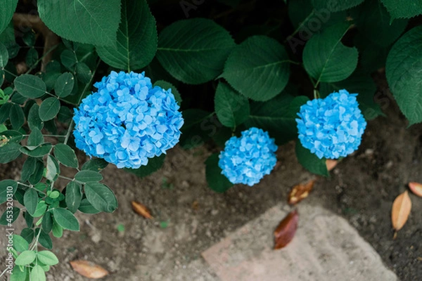 Fototapeta 紫陽花