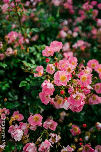 Obraz ピンクの花