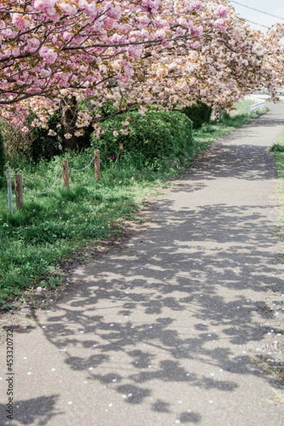 Fototapeta 八重桜