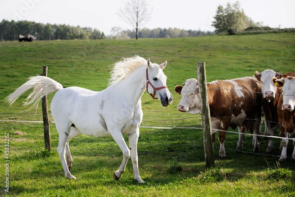 Fototapeta biała klacz