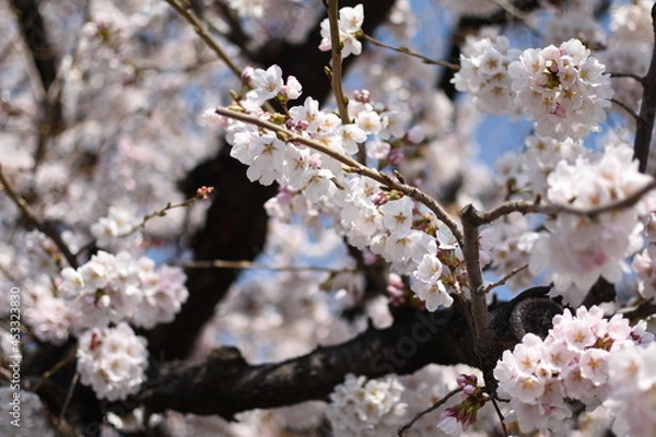 Obraz 晴れの日の桜