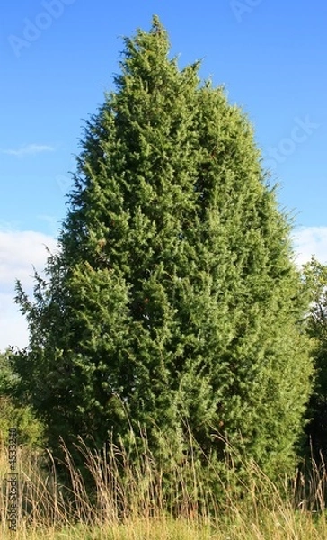 Fototapeta Tannenbaum