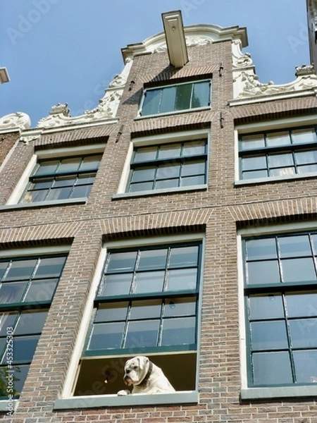 Fototapeta in a typical Amsterdam brick house,  there is a bulldog which is looking people in the street through a opened window