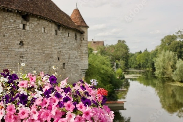 Fototapeta pansy flowers in front of a river and old house in chablis