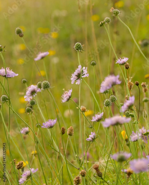 Obraz Chalk grassland meadow