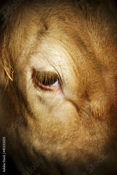 Fototapeta Mirada de ternera