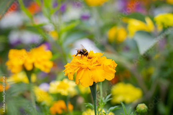 Fototapeta Bumblebee collects pollen. A bumblebee sits on a flower. Yellow marigolds in the garden. Bumblebee in the pollen sits on a flower. A bumblebee sits on marigolds.