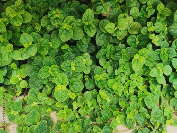 Obraz Green Mint Plant Grow Background. Green Leaves background