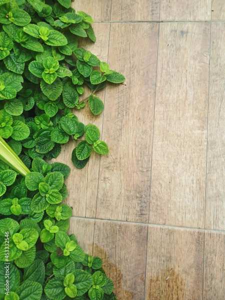 Obraz Green Mint Plant Grow Background. Green Leaves background