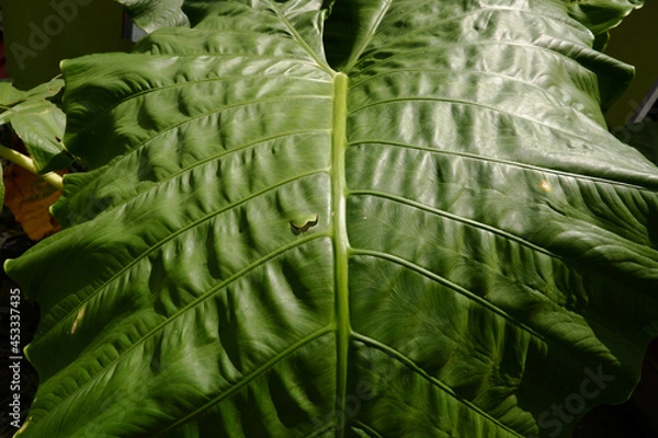 Fototapeta close up detail and texture of taro leaves or daun talas,green textured leaves background,view from the upside