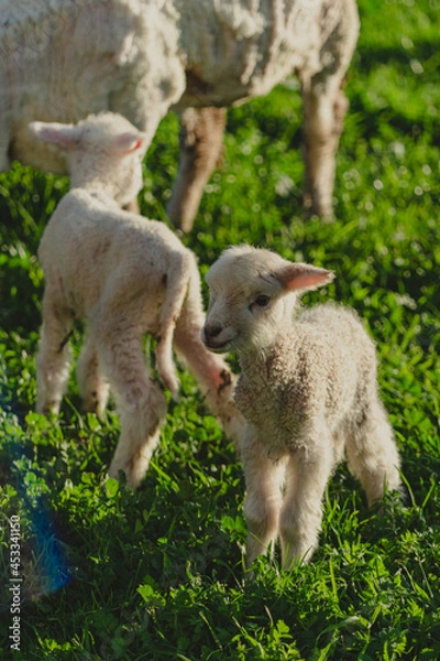 Fototapeta two lambs
